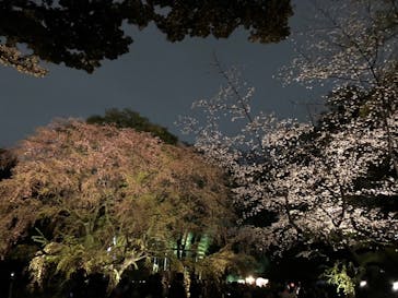 六義園に投稿された画像（2023/3/29）