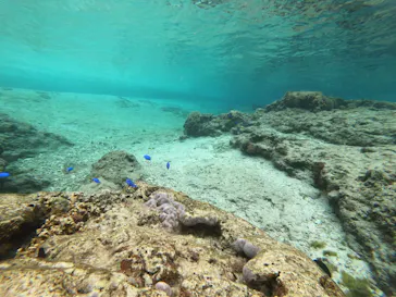 武藤潜水に投稿された画像（2023/3/29）