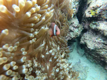 武藤潜水に投稿された画像（2023/3/29）