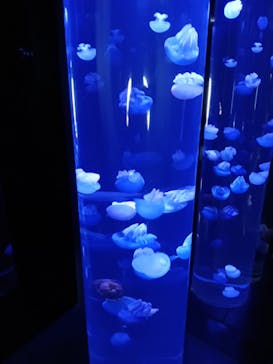 サンシャイン水族館に投稿された画像（2023/3/29）