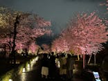 『NAKED FLOWERS 2023 桜 世界遺産・二条城』に投稿された画像（2023/3/29）