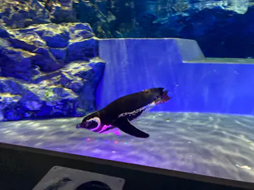 すみだ水族館に投稿された画像（2023/3/29）