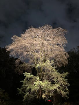 六義園に投稿された画像（2023/3/29）