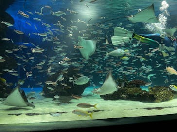 サンシャイン水族館に投稿された画像（2023/3/29）