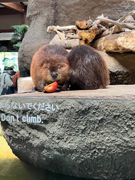 神戸どうぶつ王国に投稿された画像（2023/3/29）