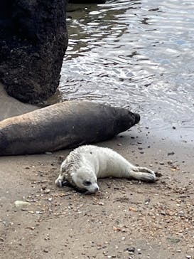 伊豆・三津シーパラダイスに投稿された画像（2023/3/29）