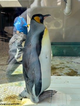 下田海中水族館に投稿された画像（2023/3/29）