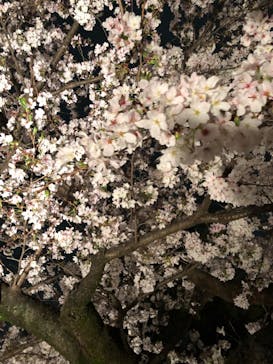 六義園に投稿された画像（2023/3/29）