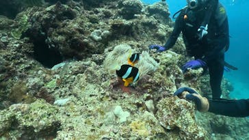 DIVING-SHOP SUNSに投稿された画像（2023/3/29）