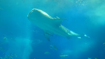 沖縄美ら海水族館に投稿された画像（2023/3/29）