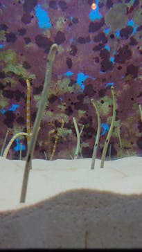 沖縄美ら海水族館に投稿された画像（2023/3/29）