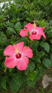 沖縄美ら海水族館に投稿された画像（2023/3/29）