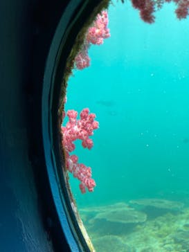 串本海中公園水族館に投稿された画像（2023/3/29）