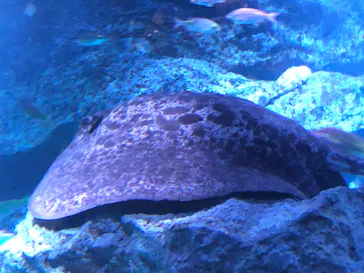 すみだ水族館に投稿された画像（2023/3/29）