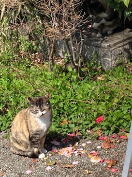 三溪園に投稿された画像（2023/3/29）