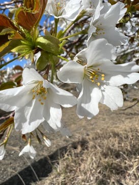 オレンジフィッシュに投稿された画像（2023/3/29）