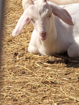 ワールド牧場に投稿された画像（2023/3/29）