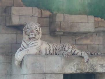 東武動物公園に投稿された画像（2023/3/29）