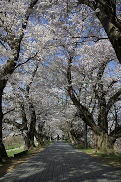 京阪電車に投稿された画像（2023/3/29）