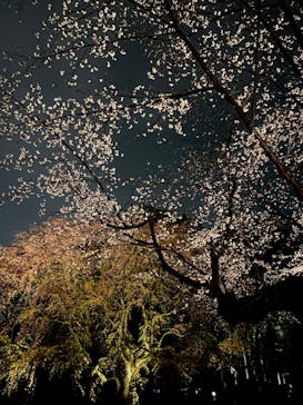 六義園に投稿された画像（2023/3/29）