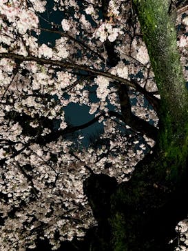 六義園に投稿された画像（2023/3/29）