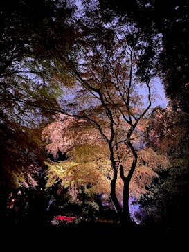 六義園に投稿された画像（2023/3/29）