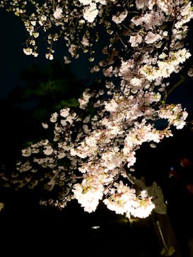 六義園に投稿された画像（2023/3/29）