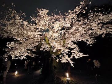 六義園に投稿された画像（2023/3/29）