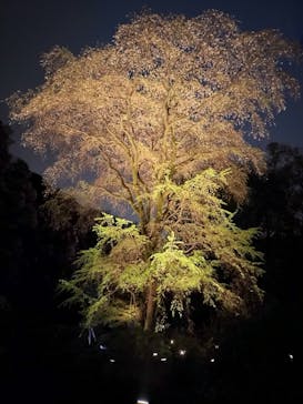 六義園に投稿された画像（2023/3/29）