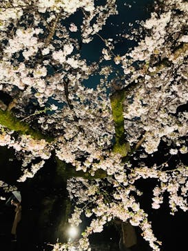 六義園に投稿された画像（2023/3/29）