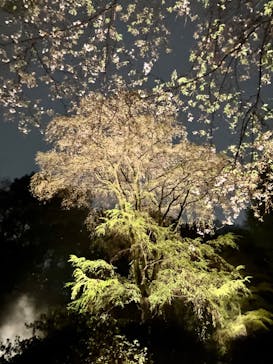 六義園に投稿された画像（2023/3/29）