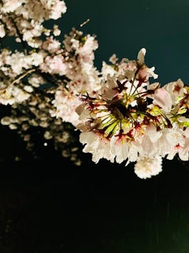 六義園に投稿された画像（2023/3/29）