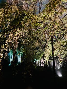 六義園に投稿された画像（2023/3/29）