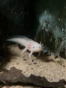 登別マリンパークニクスに投稿された画像（2023/3/29）