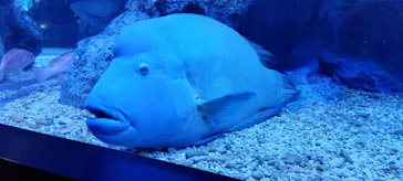 すみだ水族館に投稿された画像（2023/3/29）