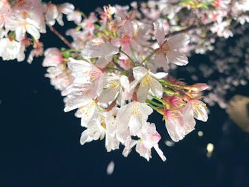 六義園に投稿された画像（2023/3/29）