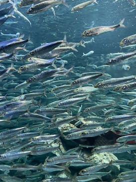 サンシャイン水族館に投稿された画像（2023/3/29）