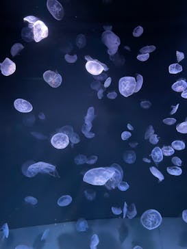 サンシャイン水族館に投稿された画像（2023/3/29）