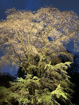 六義園に投稿された画像（2023/3/29）