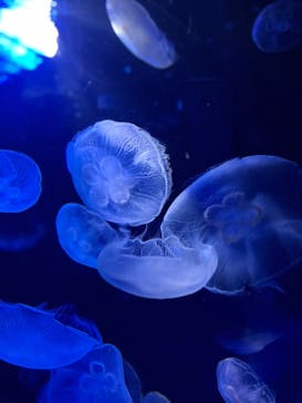 サンシャイン水族館に投稿された画像（2023/3/29）