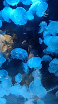 上越市立水族博物館 うみがたりに投稿された画像（2023/3/29）