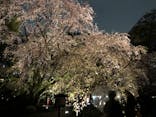 六義園に投稿された画像（2023/3/29）
