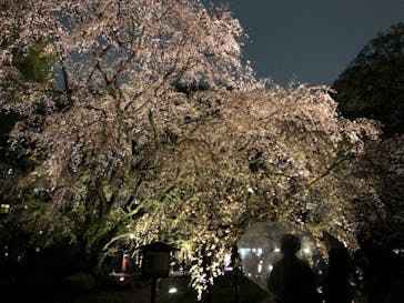 六義園に投稿された画像（2023/3/29）