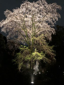 六義園に投稿された画像（2023/3/29）