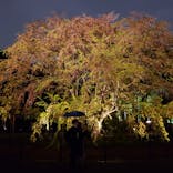 六義園に投稿された画像（2023/3/29）