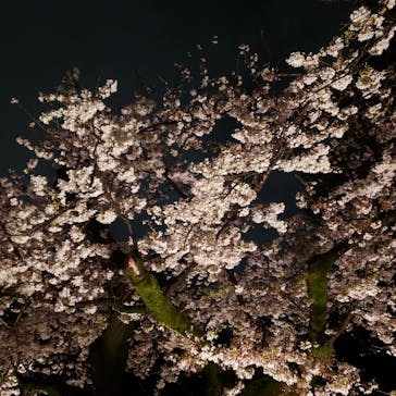 六義園に投稿された画像（2023/3/29）