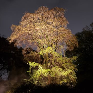 六義園に投稿された画像（2023/3/29）