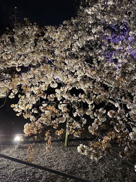 『NAKED FLOWERS 2023 桜 世界遺産・二条城』に投稿された画像（2023/3/29）