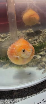 水中楽園アクアリウムに投稿された画像（2023/3/29）