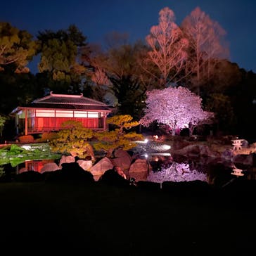 『NAKED FLOWERS 2023 桜 世界遺産・二条城』に投稿された画像（2023/3/29）